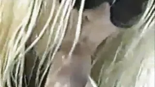 A gracinha asiática  ...